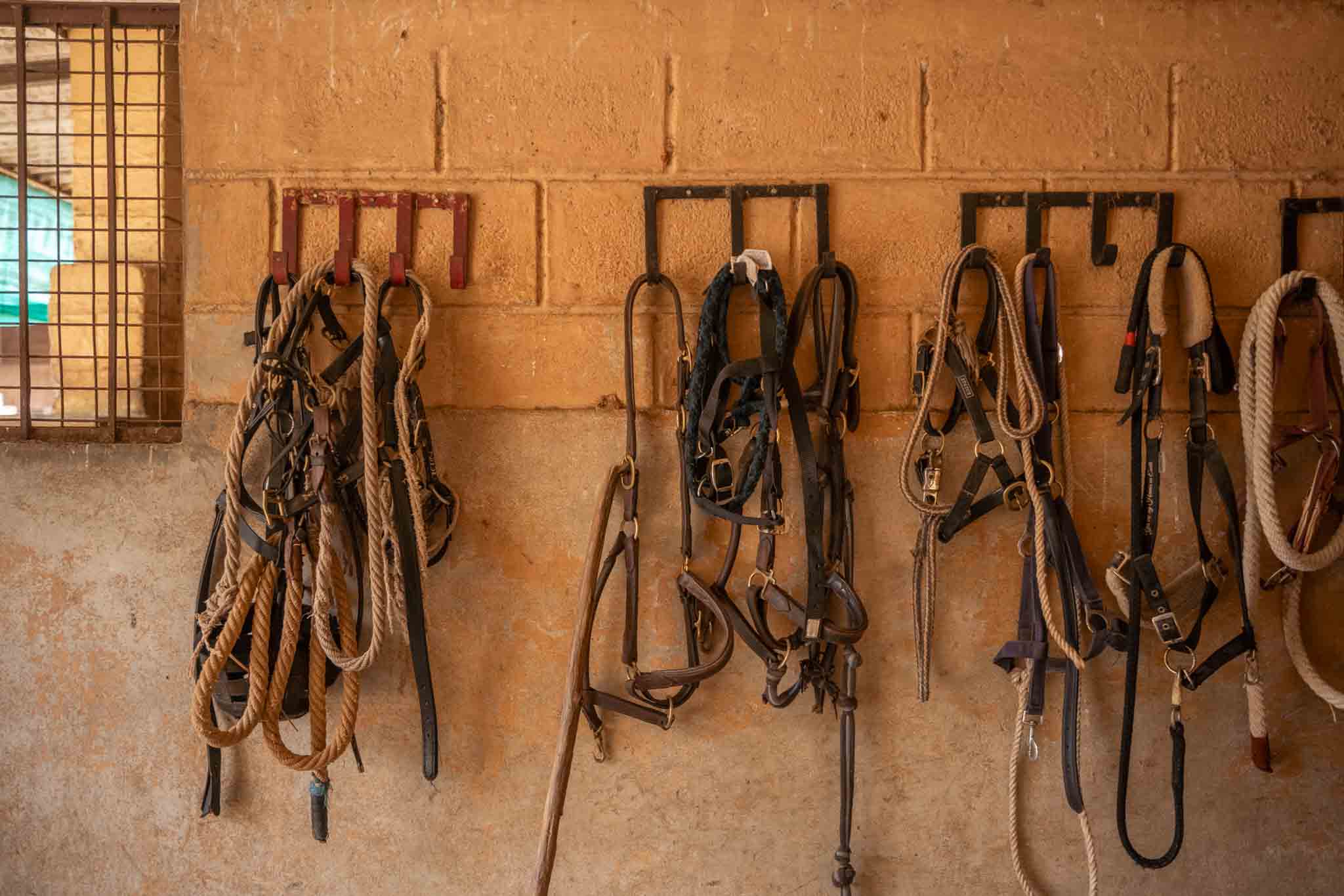 Learning to Tack, Groom, and Bond with Your Horse